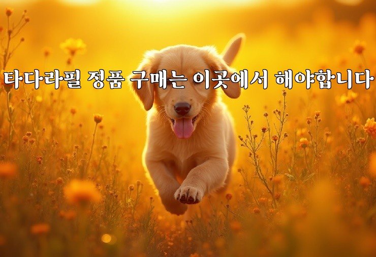 타다라필 정품 구매는 이곳에서 해야합니다